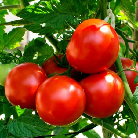 Kecskeméti 3 F1 tomatfrön | Seeds Shop Store