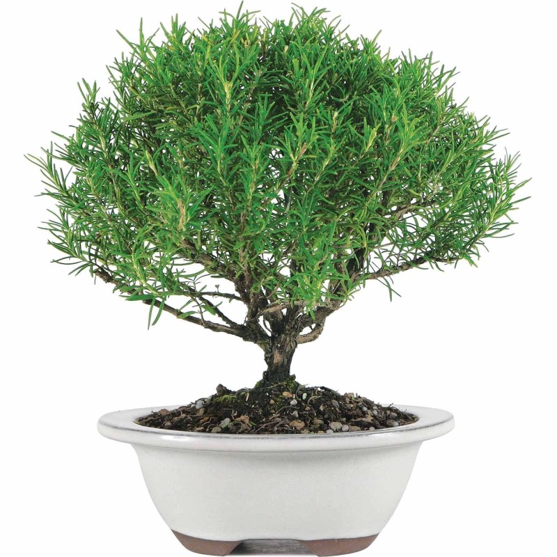 Sementes de Alecrim aromático (Rosmarinus officinalis) | Seeds Shop Store