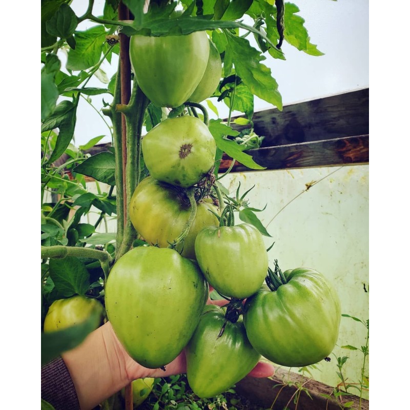 Σπόροι ντομάτας Ουγγρική βόδι καρδιά | Seeds Shop Store