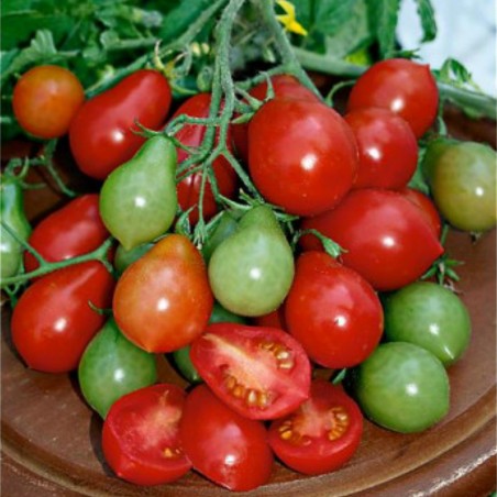 Tomato Seeds Radana | Seeds Shop Store