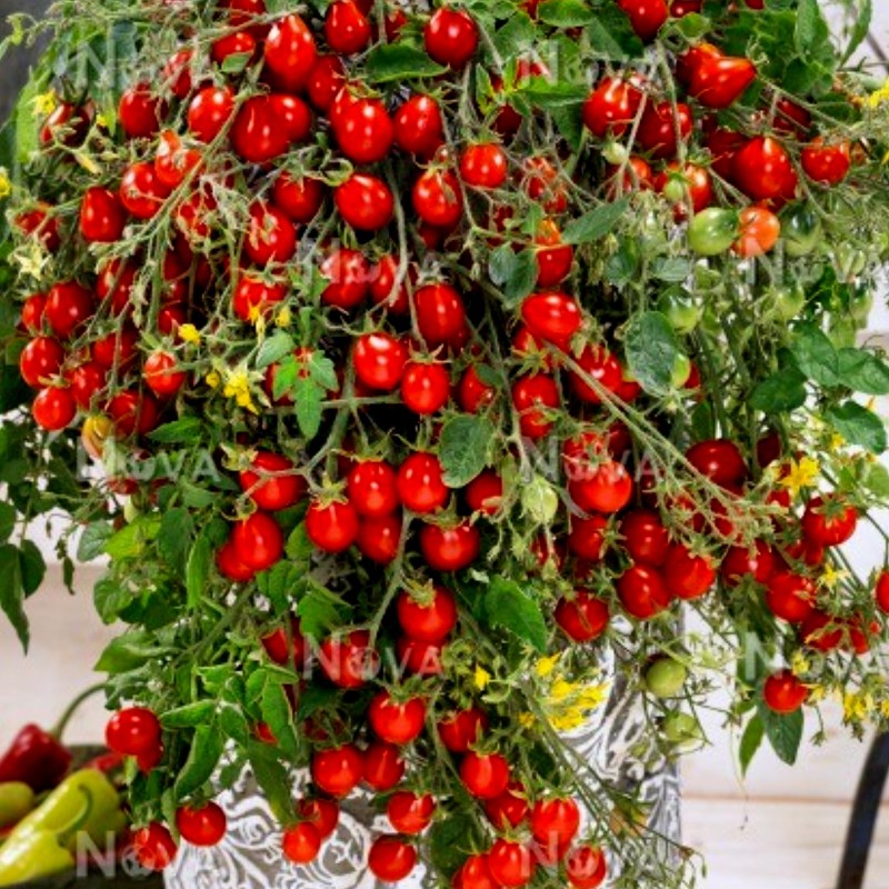 Tomato Seeds Radana | Seeds Shop Store