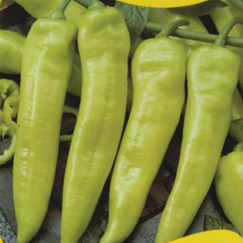 Rekord Scharfe Paprika Samen | Seeds Shop Store