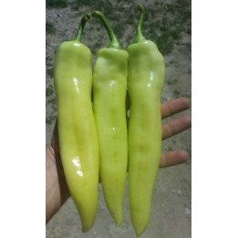 Sementes de pimenta Rekord - 2.4