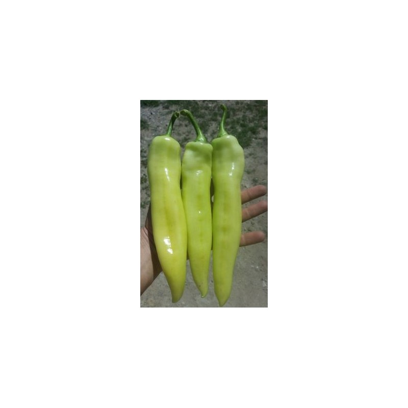 Rekord Scharfe Paprika Samen | Seeds Shop Store