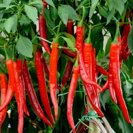 Semillas de chile húngaro colores mezclados | Seeds Shop Store