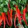Semillas de chile húngaro colores mezclados | Seeds Shop Store