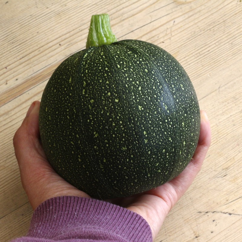 Zucchini frön Tondo di Piacenza | Seeds Shop Store