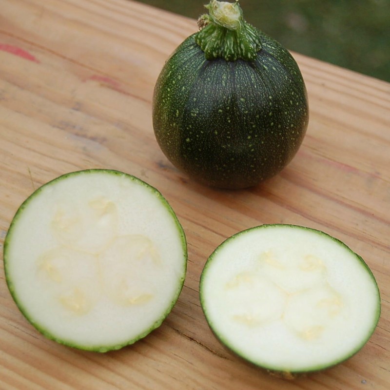 Semi di zucchine Tondo di Piacenza | Seeds Shop Store