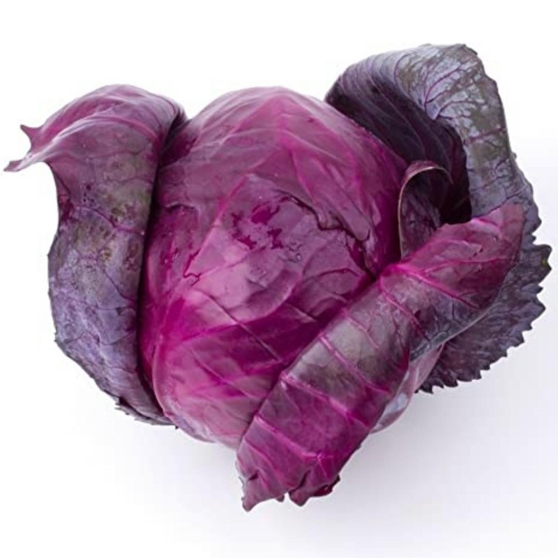 Rotkohlsamen Rufus | Seeds Shop Store