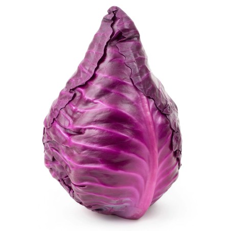 Σπόροι κόκκινου λάχανου Kalibos | Seeds Shop Store