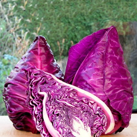 Sementes de repolho roxo Kalibos | Seeds Shop Store