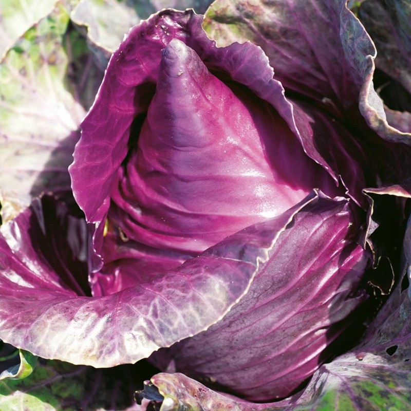 Σπόροι κόκκινου λάχανου Kalibos | Seeds Shop Store