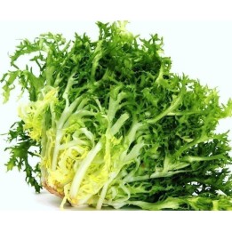 Endive De Ruffec salad seeds - 193.527799