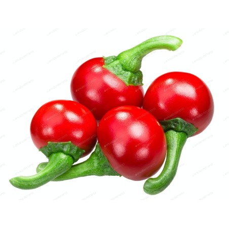 Hungarian Chili Kalocsa Seeds | Seeds Shop Store