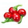 Hungarian Chili Kalocsa Seeds | Seeds Shop Store