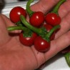 Hungarian Chili Kalocsa Seeds | Seeds Shop Store