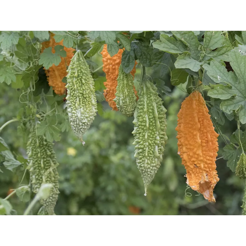 Keserűdinnye magok (Momordica charantia) | Seeds Shop Store