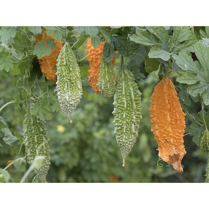 Gorka Dinja - Karfela Seme (Momordica charantia) | Seeds Shop Store