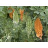Gorka Dinja - Karfela Seme (Momordica charantia) | Seeds Shop Store