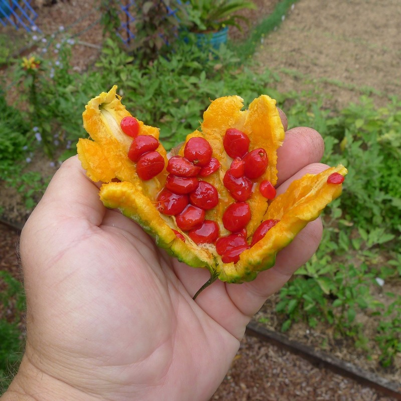 Gorka Dinja - Karfela Seme (Momordica charantia) | Seeds Shop Store