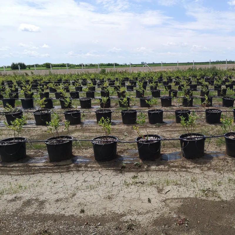 DUKE Blueberry Seeds (Vaccinium Corymbosum) | Seeds Shop Store