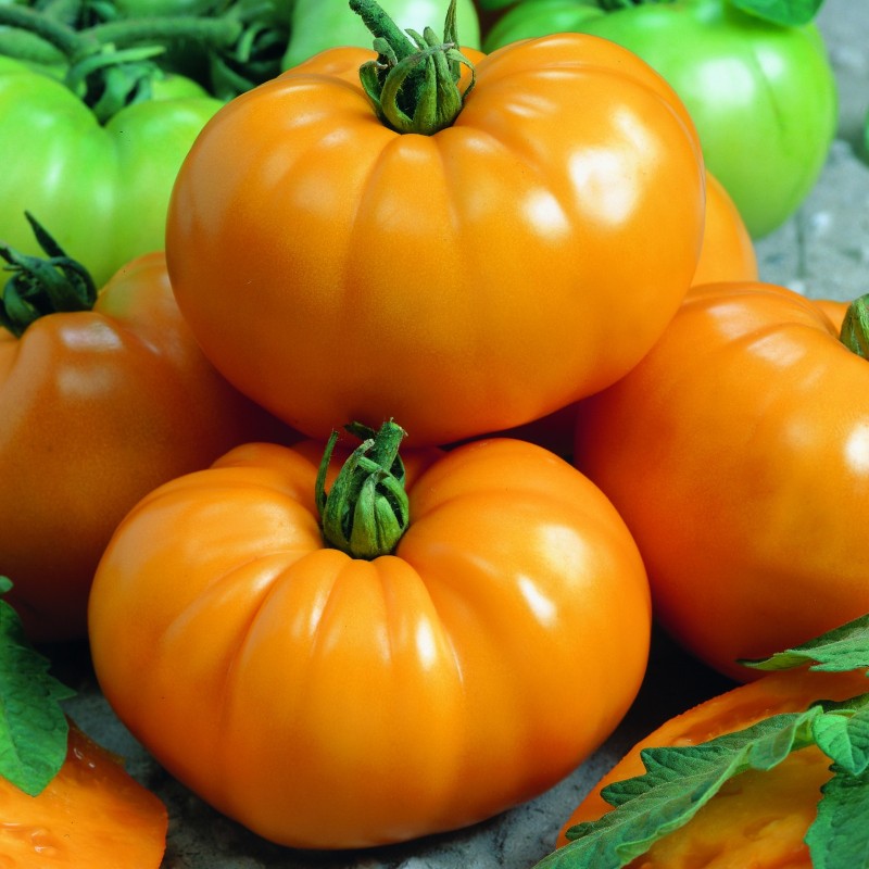 Yellowstone Tomatensamen | Seeds Shop Store