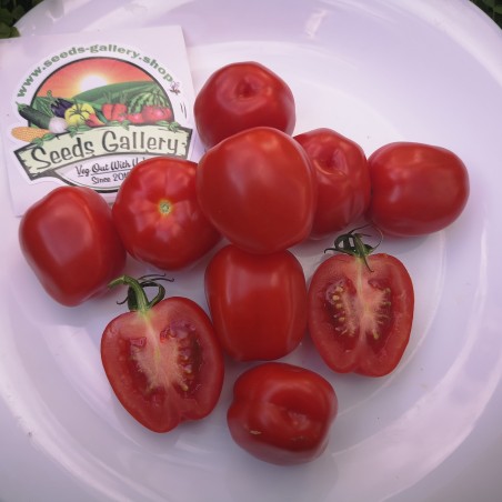 Apfel Tomatensamen | Seeds Shop Store