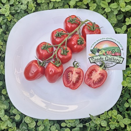 Apfel Tomatensamen | Seeds Shop Store