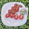 Apfel Tomatensamen | Seeds Shop Store