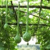 Dipper Gourd Seeds Lagenaria siceraria | Seeds Shop Store