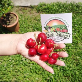 Semi Di Ciliegia Gigante (Prunus Avium) - 1.755