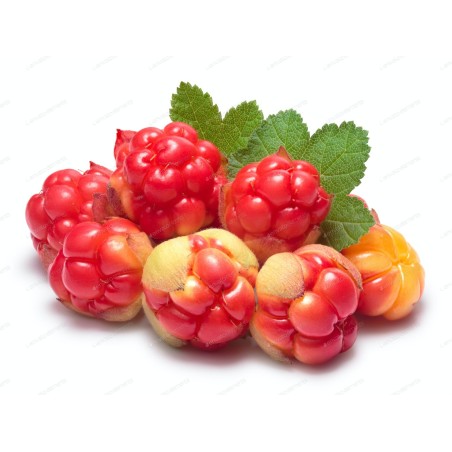Semințe de mure de zăpadă (Rubus chamaemorus) | Seeds Shop Store