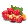 Semințe de mure de zăpadă (Rubus chamaemorus) | Seeds Shop Store