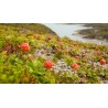 Sementes de Amora-Artica (Rubus chamaemorus) | Seeds Shop Store