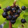 Sementes de Jostaberry (Ribes × nidigrolaria) | Seeds Shop Store