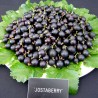 Sementes de Jostaberry (Ribes × nidigrolaria) | Seeds Shop Store