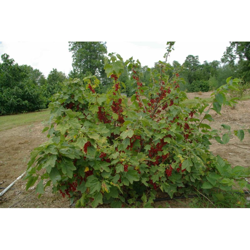 Sementes de Jostaberry (Ribes × nidigrolaria) | Seeds Shop Store