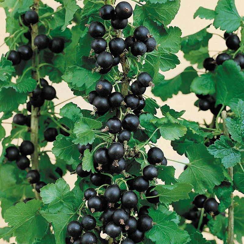 Sementes de Jostaberry (Ribes × nidigrolaria) | Seeds Shop Store