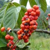 GUARANA Seeds (Paullinia Cupana) | Seeds Shop Store