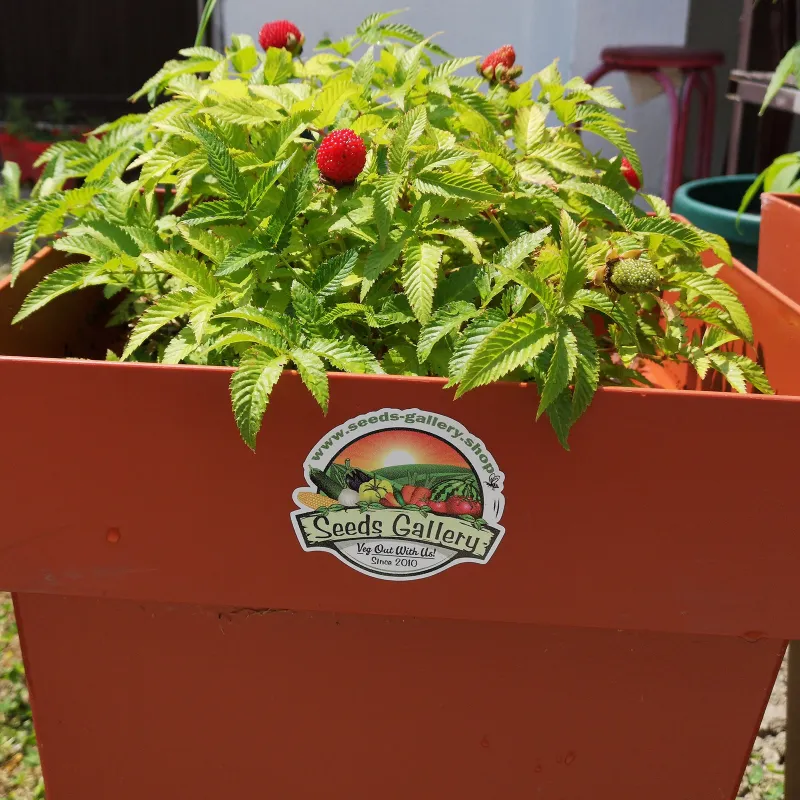 Erdbeer-Himbeere, Japanische Himbeere Samen | Seeds Shop Store