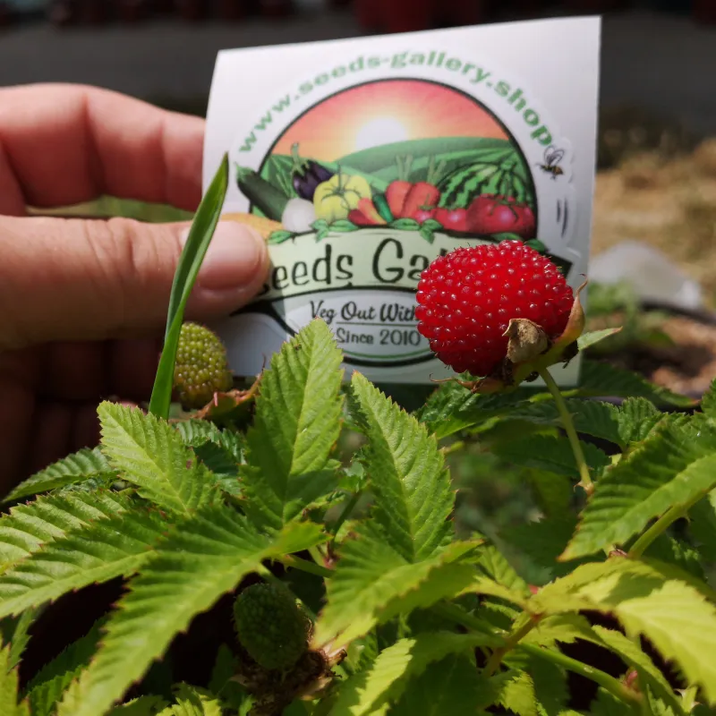 Erdbeer-Himbeere, Japanische Himbeere Samen | Seeds Shop Store