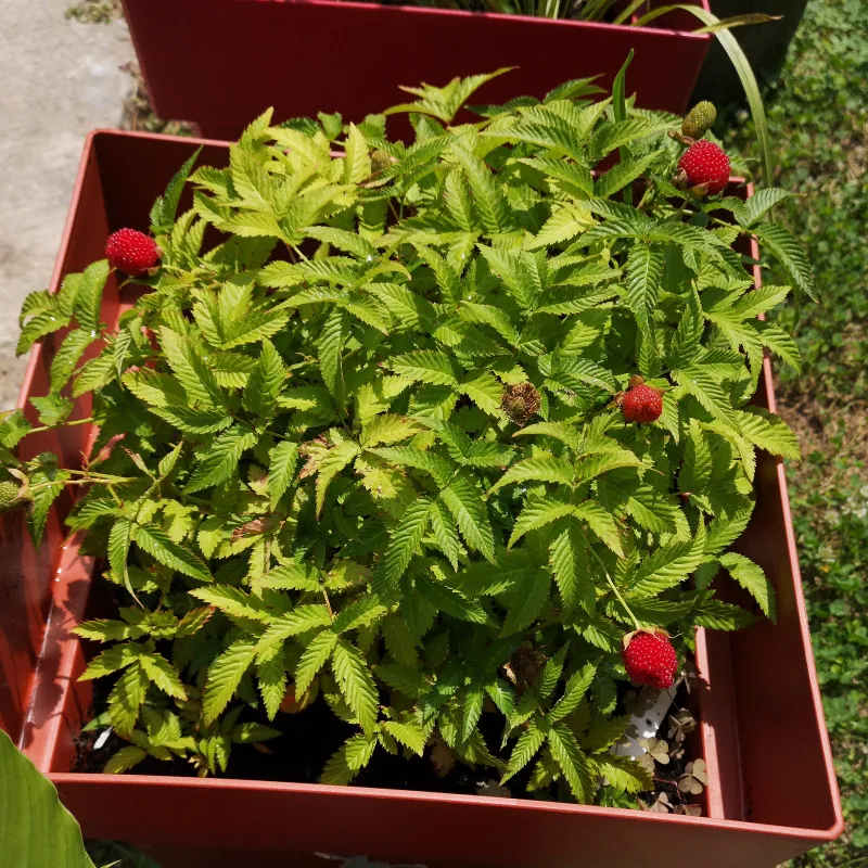 Erdbeer-Himbeere, Japanische Himbeere Samen | Seeds Shop Store