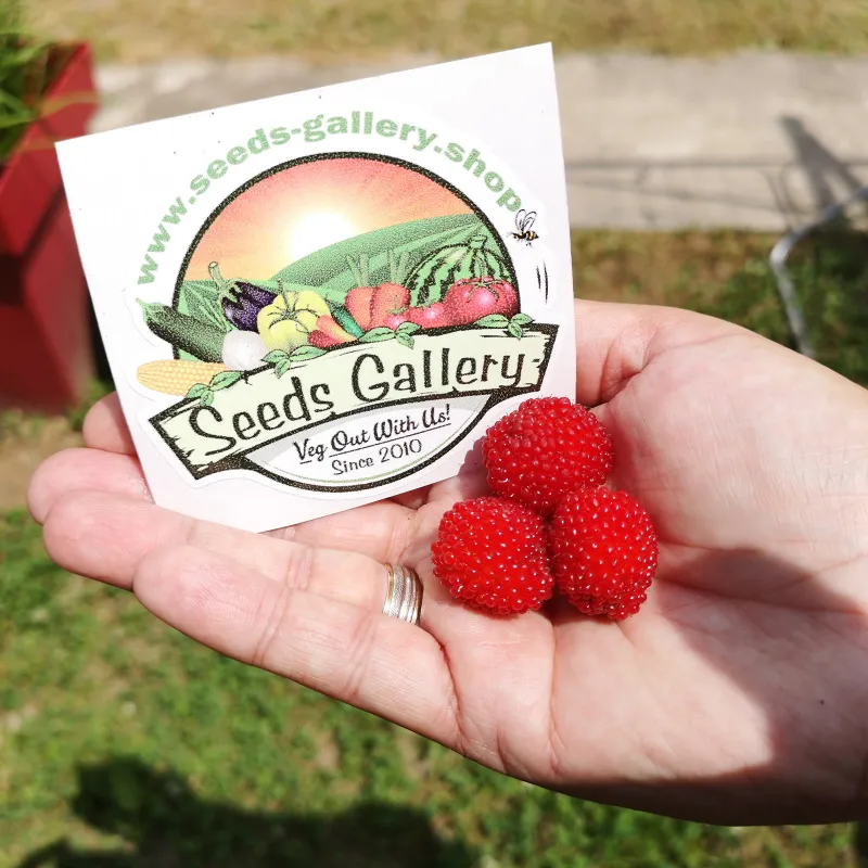 Erdbeer-Himbeere, Japanische Himbeere Samen | Seeds Shop Store