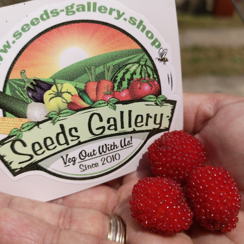 Erdbeer-Himbeere, Japanische Himbeere Samen | Seeds Shop Store