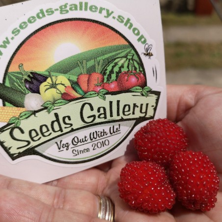 Jordgubbshallon Frön (Rubus illecebrosus) | Seeds Shop Store