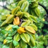 "Stjärnfrukt" Frön Averrhoa Carambola Tropical | Seeds Shop Store