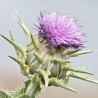 Sementes de Cardo Mariano (Silybum marianum) | Seeds Shop Store