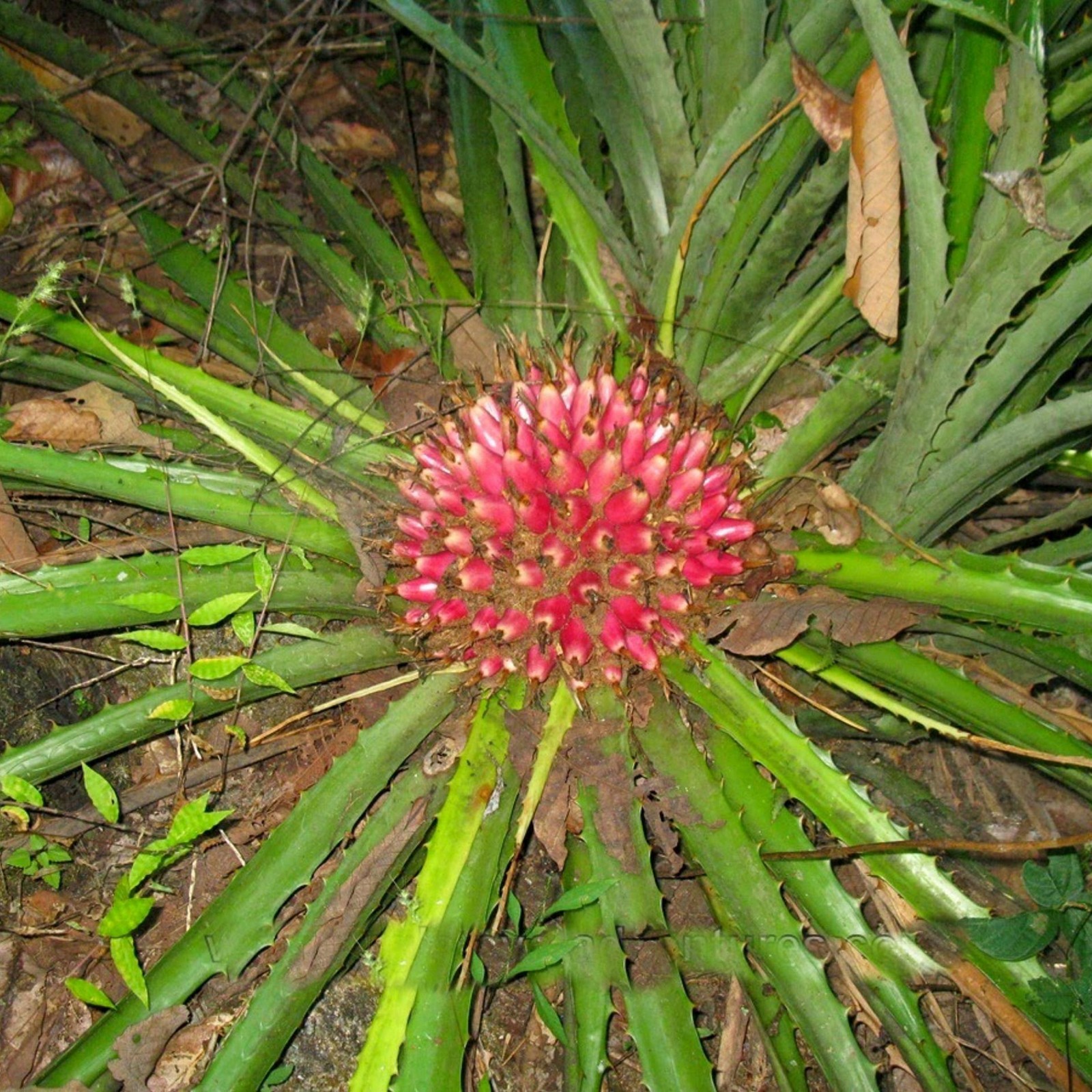 Plumiers Bromelia Seeds (Bromelia karatas) | Heirloom, organic
