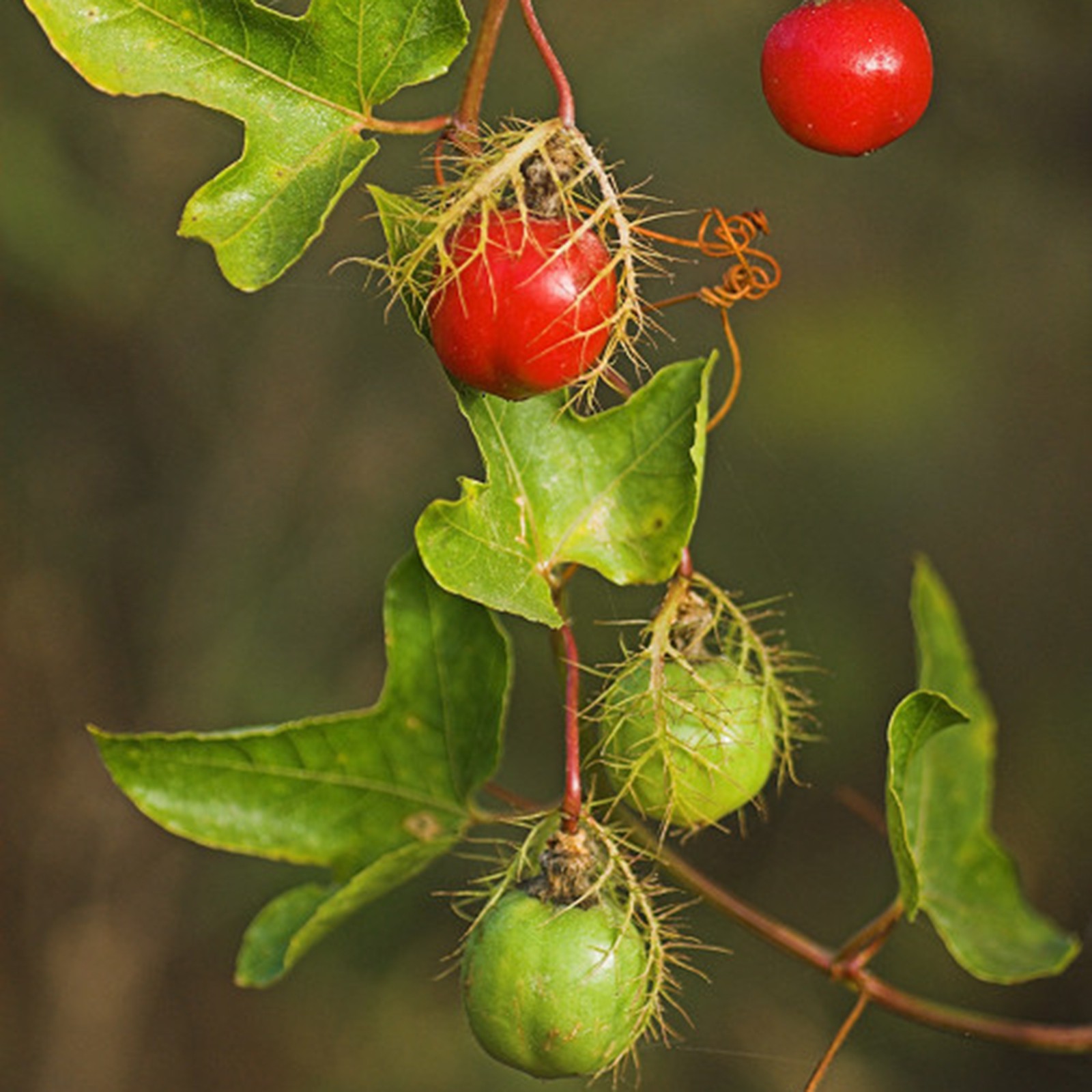 Passiflora foetida L. | Espèces