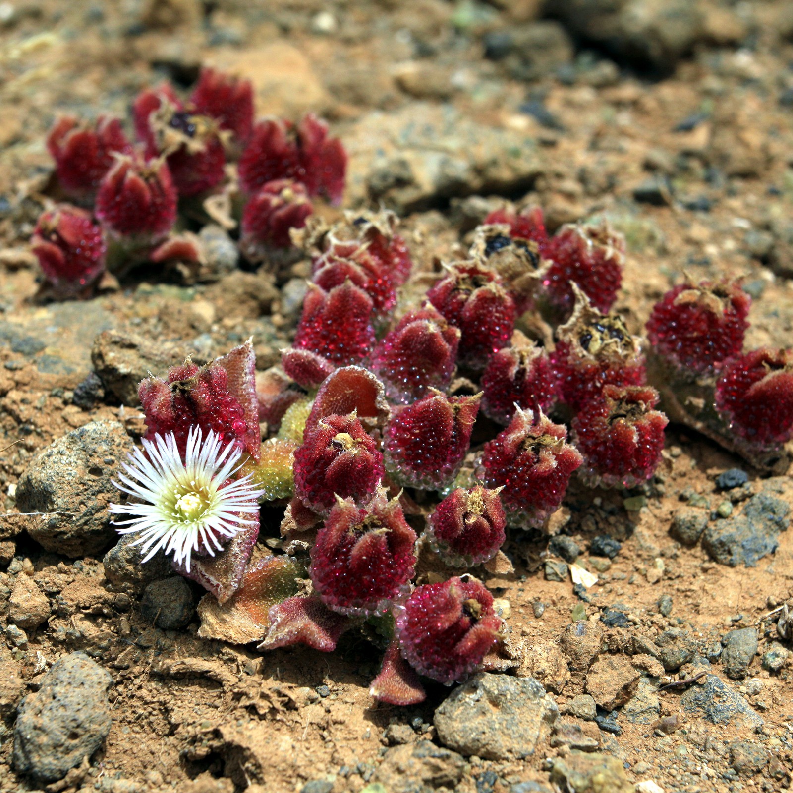 Ice Plant Seeds (Mesembryanthemum crystallinum) | Heirloom, organic